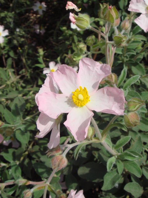 Cistus parviflorus fleur